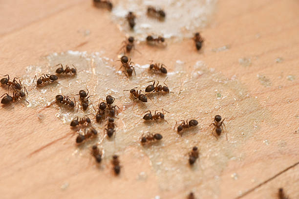 Best Wildlife Control Services  in Blue Rapids, KS