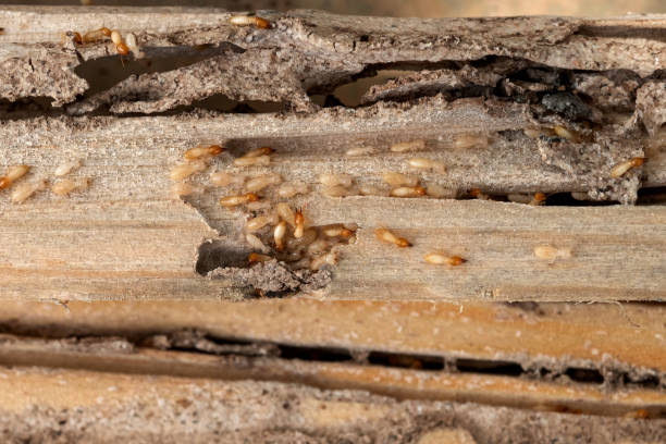 Best Termite Control Services  in Blue Rapids, KS
