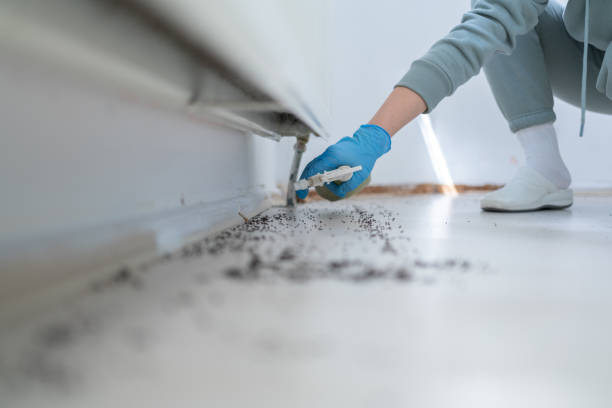 Best Termite Control Services  in Blue Rapids, KS